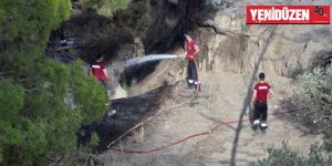 Bir kıvılcım 165 ağacı kül etti