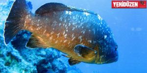 “45 cm’den küçük avlanması yasak”