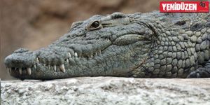 Timsah saldırısına uğrayan kadın kayboldu