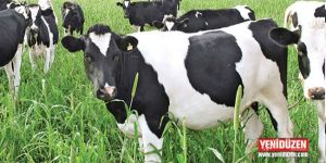 Büyükbaş hayvan düşüklerine yönelik tazminatlar ödeniyor