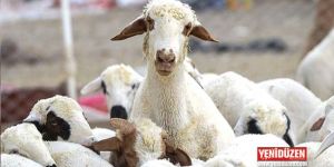 “KKTC hellimin coğrafi tescilini ancak rüyasında alır”