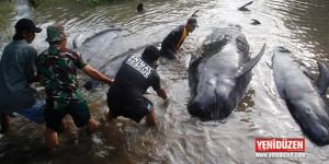 Kıyıya vuran balinalar öldü