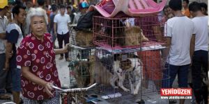 Çinde köpek eti festivali başladı