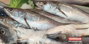 559 kilo deniz ürünü imha edildi