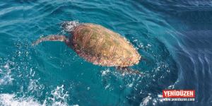 Plastik poşetleri yedi, öldü!