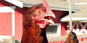 Veterinlerler acil önlem istedi