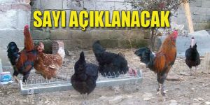 Yalancı Veba mücadelesi sürüyor