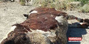 Yol ortasında ölü inek!