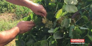 Tarım Dairesi, gıda denetimlerinin sonuçlarını açıkladı