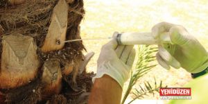 Gönyeli’de 4 bin ağaç koruma altında