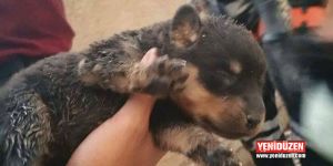 Kuyuya düşen köpek kurtarıldı