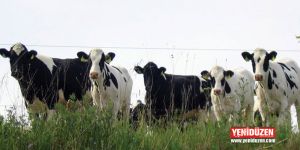 Büyükbaş hayvan üreticilerine tazminat ödendi