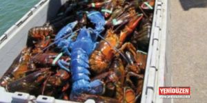 Mavi ıstakozu yine aynı balıkçı yakaladı