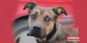 DAÜ’den örnek proje