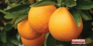 Narenciye Üreticileri Birliği kararın geri çekilmesini istedi