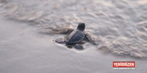 Yavru kaplumbağalardan Akdenize ilk adımlar