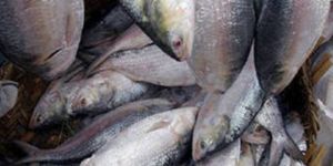 “3,8 milyon Euro değerinde balık geçirildi”