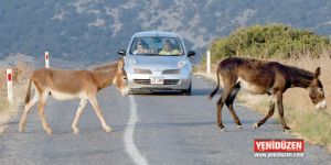 Yerli turistlerin tercihi KARPAZ