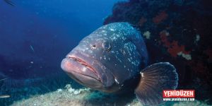 “Orfoz ve lagos avı yasaklanmalı”