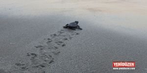 DAÜ, yavru kaplumbağaları denize bıraktı