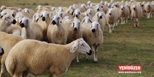 “Mavi dil, Kuzeyde tespit edilmedi”