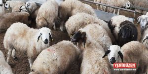 Veteriner Dairesinden mavi dil açıklaması