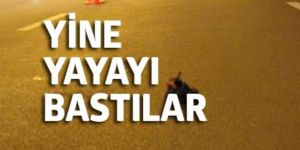 TRAFİĞE BİR KURBAN DAHA!