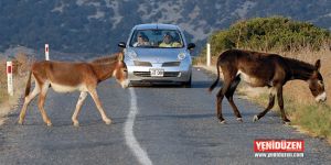 Çevre gönüllülerine ceza yazma yetkisi