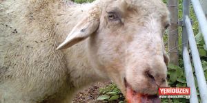 Kıbrıs’ın güneyinde ‘mavi dil’ hastalığı yayılıyor