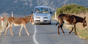 Silk Route Festivali ertelendi