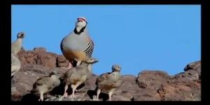 İşim gücüm budur benim