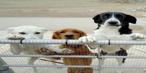 Ben Bir Sokak Köpeğiyim…