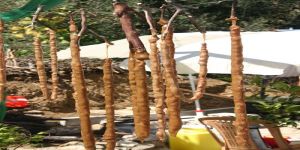 EKO KÖY YOLUNDA BAĞLIKÖY