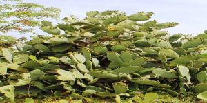 Babutsayla özdeşleşen bir köyümüz; ÇATOZ (1)