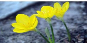 ÜÇ ÇİĞDEM… ÜÇ GÜZELİM UMUT GİBİ…