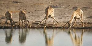 Tepe ‘tepe’ geçti