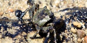 AK-SA için soruşturma talebi