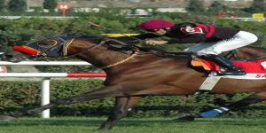 YİNE YARIŞTIRILDILAR… YARIŞ ATLARI GİBİ…