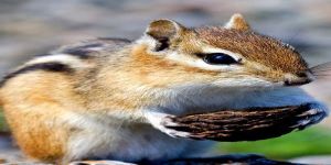 ŞİİRLERLE BÜYÜSÜN ÇOCUKLAR