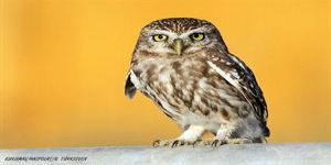 Kanatların sesi kesilir mi?