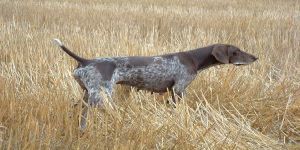 AT, AVRAT, SİLAH SİZİN DEĞİL!