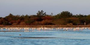 Sulak Alanların Etik Kullanımı