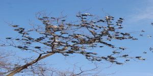 Ütopik Bir Söyleşiye Davet