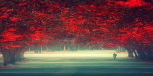 Hayranlık ve Mucize