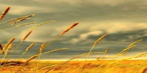 Ctp Üzerine Değerlendirmeler: Savrulma mı Siyaset mi?