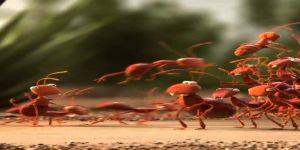 SON SESTE BİR ÇAĞRI