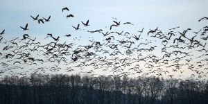 Binlerce göçmen kaz zehirli atık suda öldü