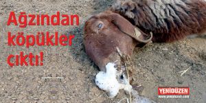 ESRARENGİZ HAYVAN ÖLÜMLERİ!