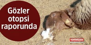 Hayvan ölümlerinde ‘zehirlenme’ şüphesi!