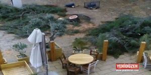 Ağaç tartışması!